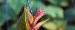 Gold Tree Farms Nursery