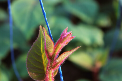 Gold Tree Farms Nursery